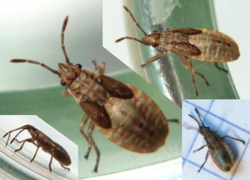 Arocatus roeselii
