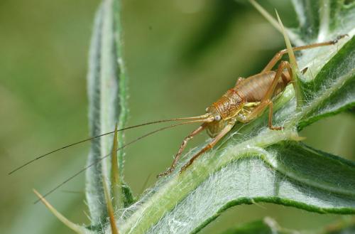 Réf. 72 849 : Uromenus rugosicollis