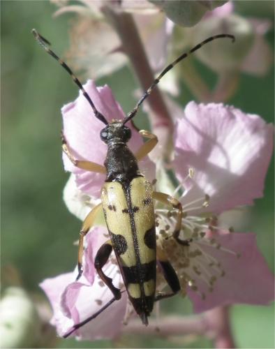 Rutpela maculata
