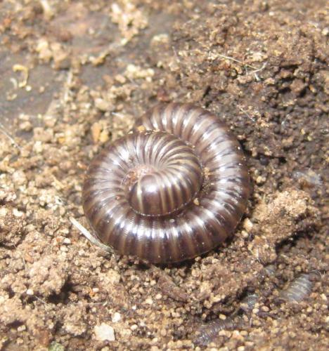 Réf. 72 239 : Cylindroiulus caeruleocinctus