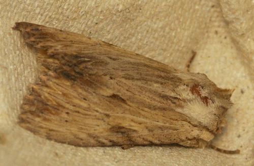Réf. 72 420 : Apamea lithoxylaea