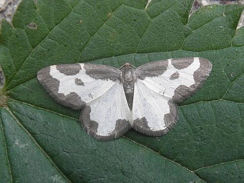 Réf. 72 982 : Lomaspilis marginata
