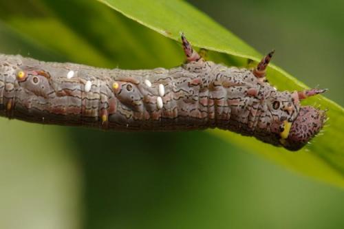 Lycia hirtaria