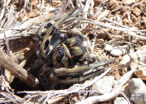Lycosa tarantula