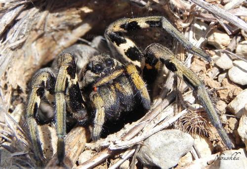 Lycosa tarantula