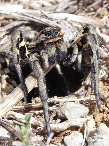 Lycosa tarantula