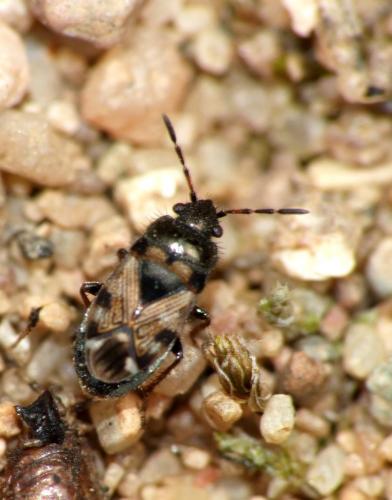 Pionosomus varius