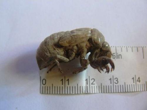 Lyristes plebejus