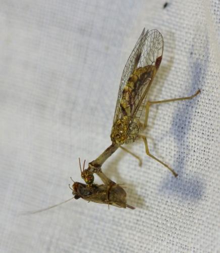 Réf. 72 717 : Mantispa styriaca