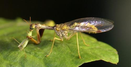 Réf. 72 718 : Mantispa styriaca