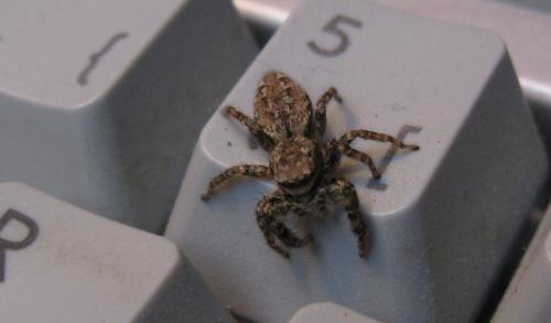 Marpissa muscosa