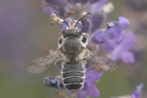 Megachile sp.