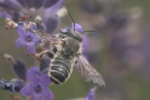 Megachile sp.