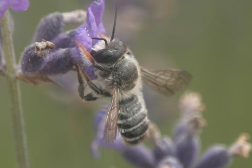 Megachile sp.