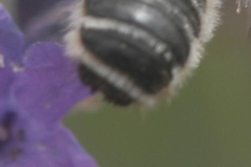 Megachile sp.