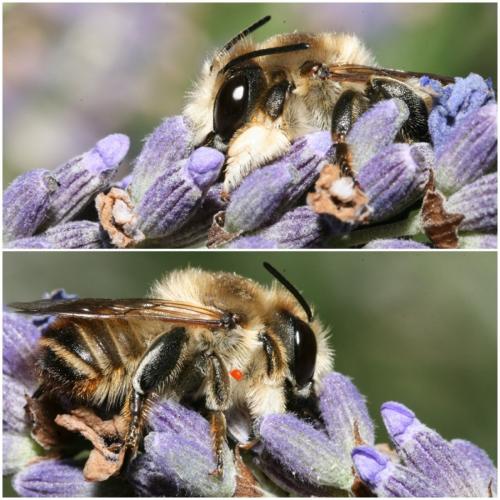 Megachile lagopoda