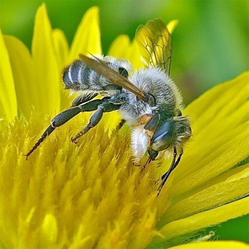 Megachile sp.