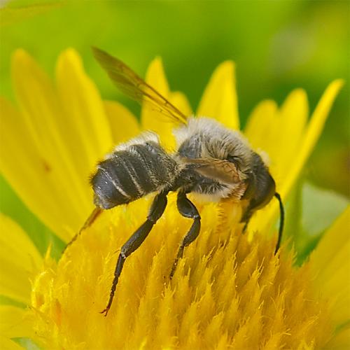 Réf. 72 635 : Megachile sp.
