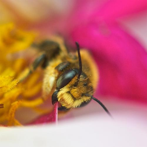 Megachile sp.