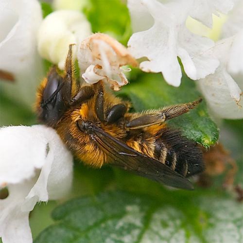 Réf. 72 646 : Megachile willughbiella
