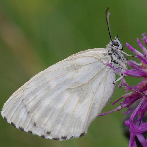 Melanargia galathea