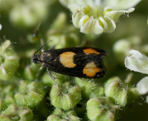 Réf. 72 741 : Pammene aurana