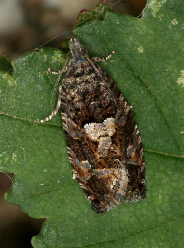 Réf. 72 743 : Eudemis profundana