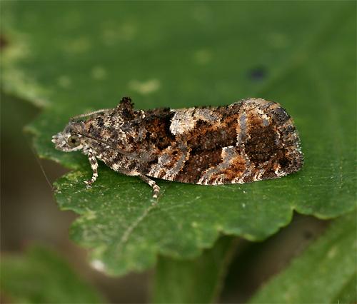 Réf. 72 746 : Eudemis profundana