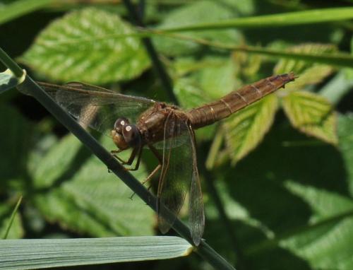 Réf. 72 263 : Crocothemis erythraea