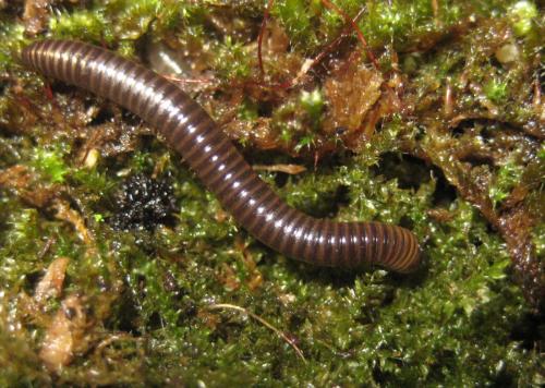 Réf. 72 245 : Cylindroiulus caeruleocinctus