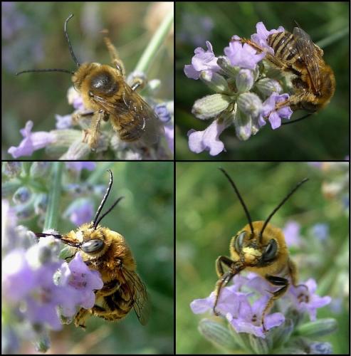 Réf. 72 976 : Tetralonia malvae