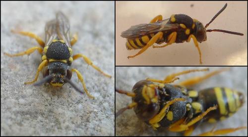 Réf. 72 977 : Nomada flavopicta