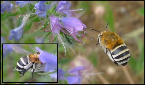Réf. 72 792 : Amegilla quadrifasciata