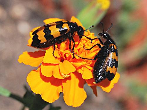 Réf. 72 954 : Mylabris variabilis