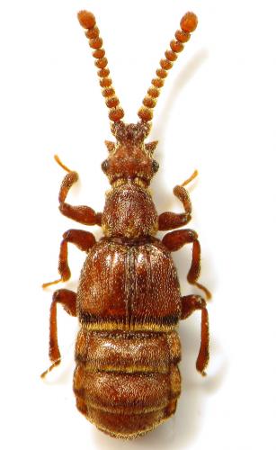 Réf. 72 908 : Chennium bituberculatum