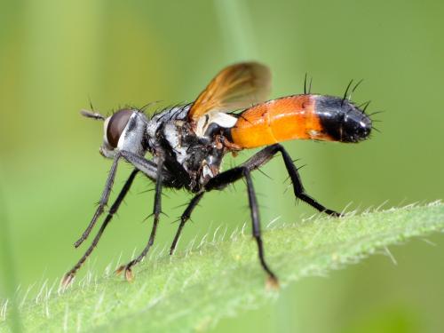 Réf. 72 555 : Cylindromyia sp.