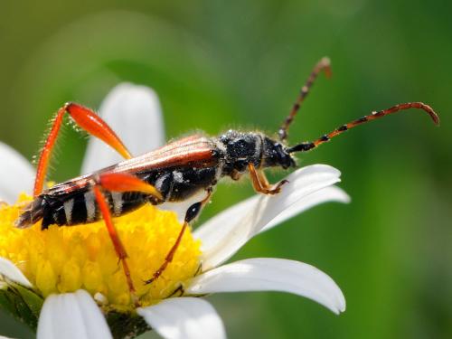Réf. 72 248 : Stenopterus rufus