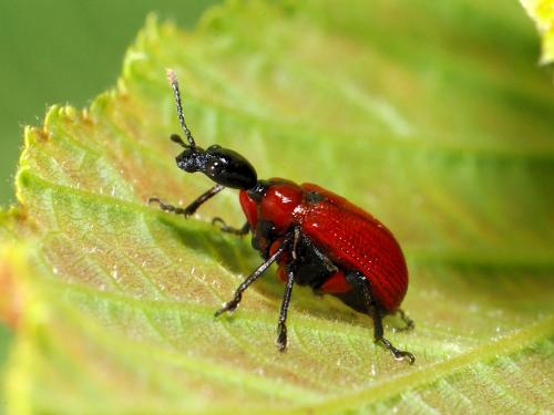 Réf. 72 222 : Apoderus coryli