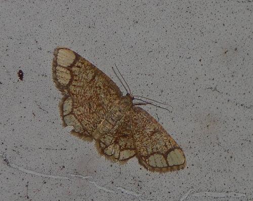 Stegania cararia