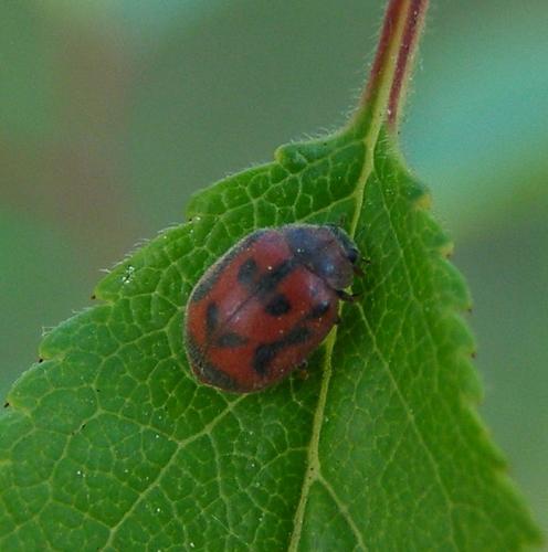 Réf. 72 616 : Novius cruentatus