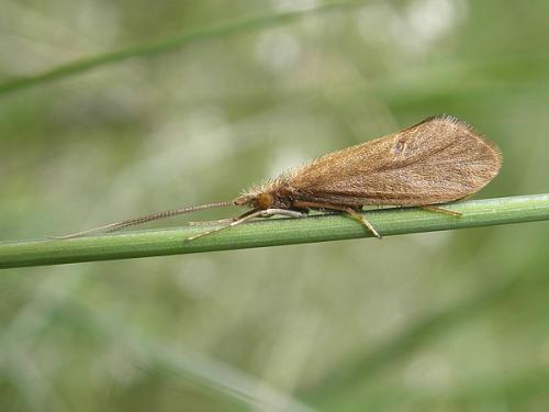 Goera pilosa
