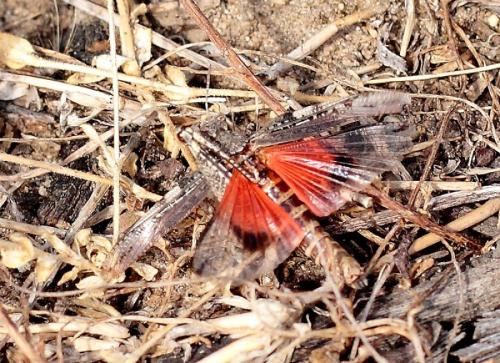 Réf. 72 413 : Acrotylus insubricus insubricus