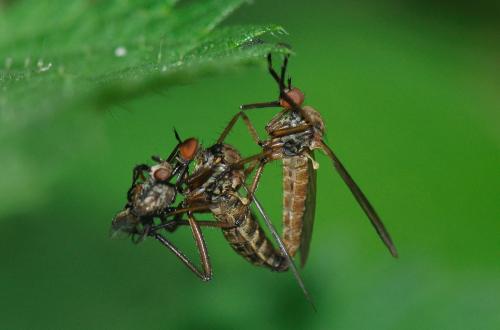 Réf. 72 910 : Empis sp.