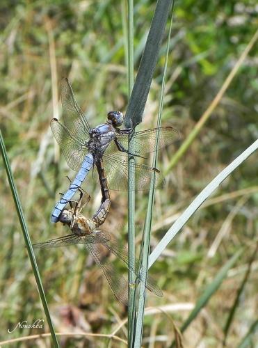Orthetrum brunneum