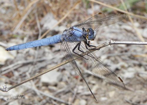 Orthetrum brunneum