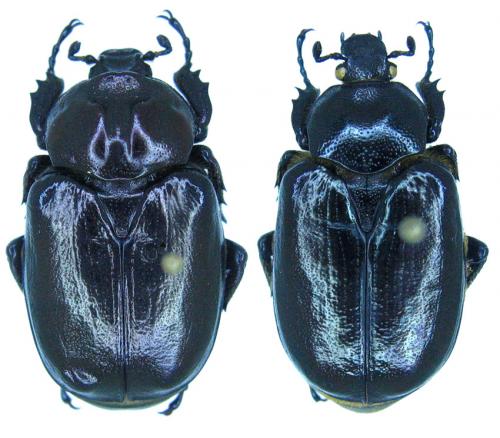 Réf. 72 289 : Osmoderma eremicola