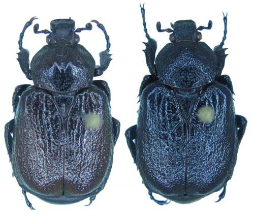 Osmoderma scabrum