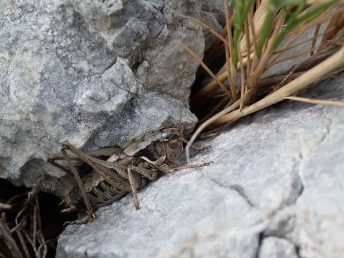 Amedegnatiana vicheti
