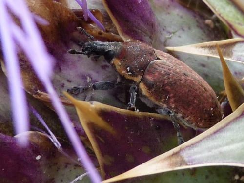 Larinus ochreatus
