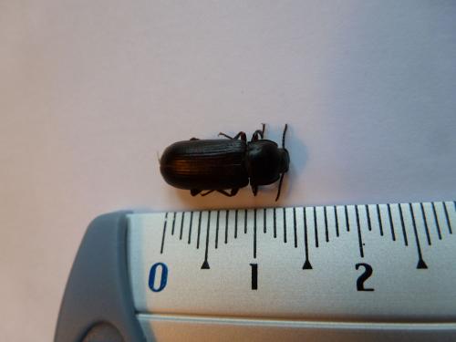 Tenebrio molitor